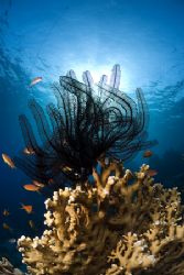 Feather star. Sharks bay. D200,10.5mm. by Derek Haslam 
